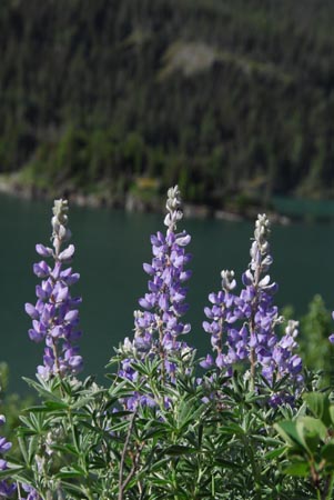 Flowers along Going-to-the-Sun Road